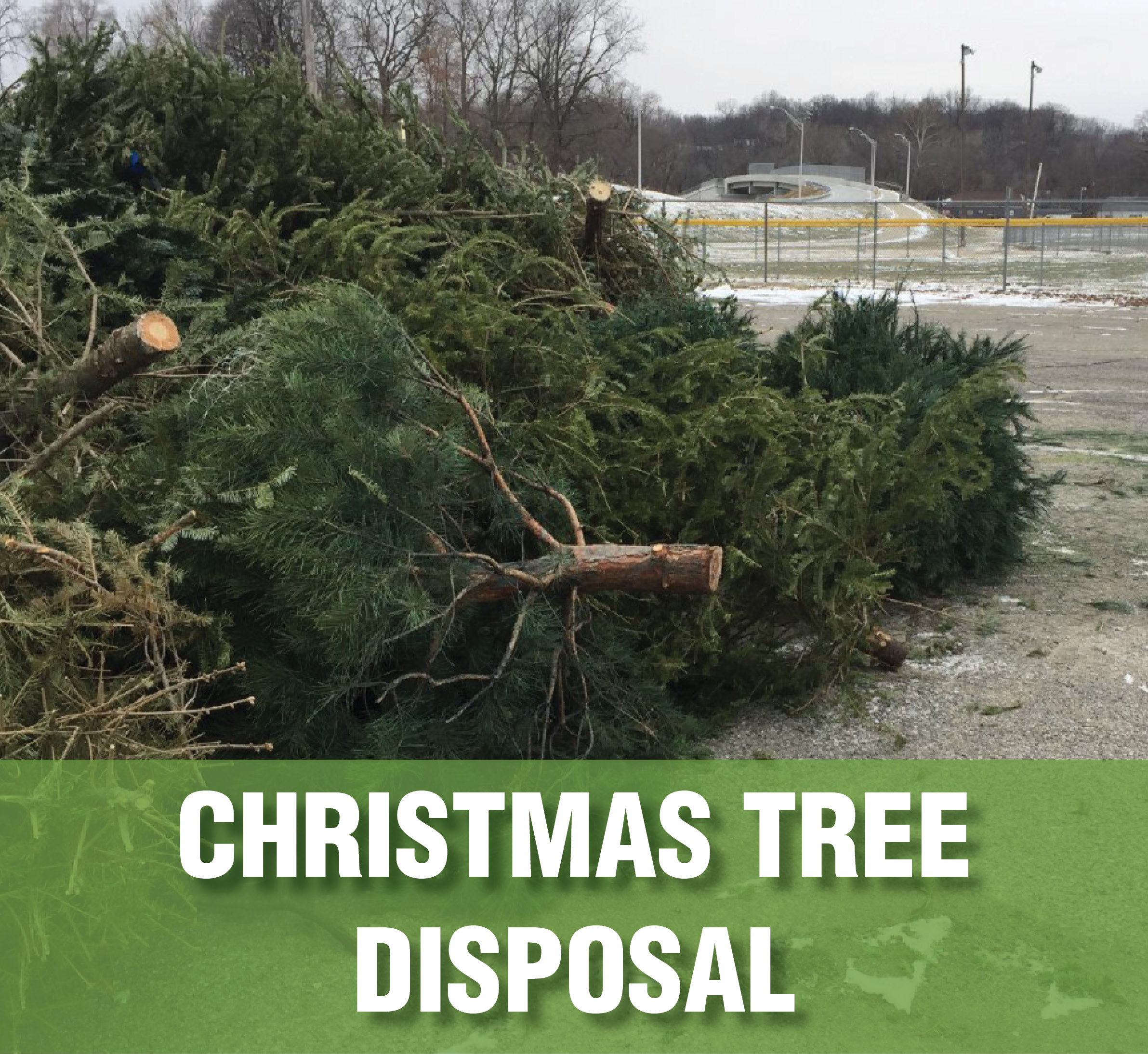 Christmas Tree Disposal