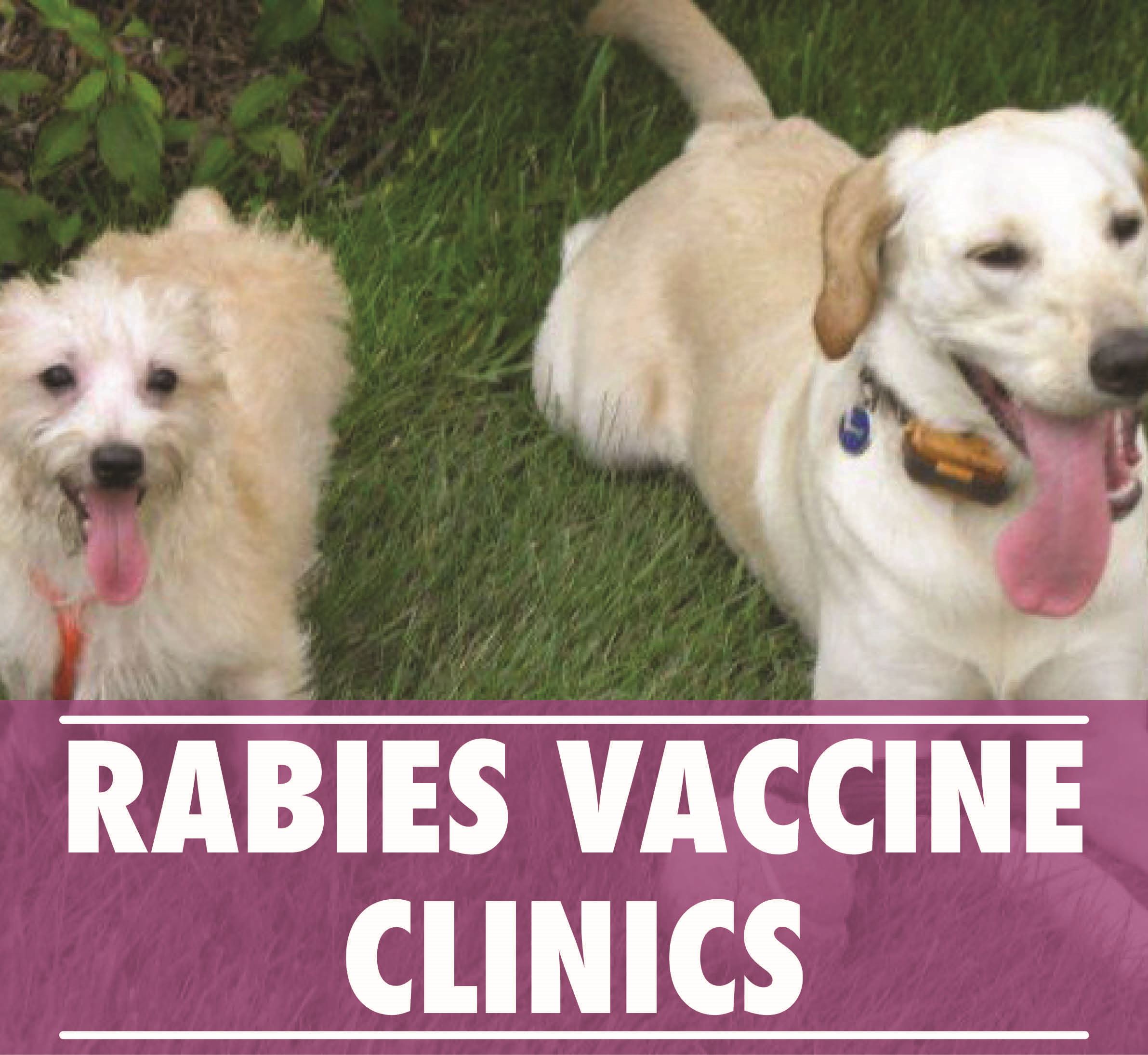 Rabies Clinic_Homepage
